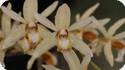 Coelogyne trinervis